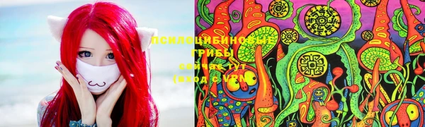 прущие грибы Белокуриха