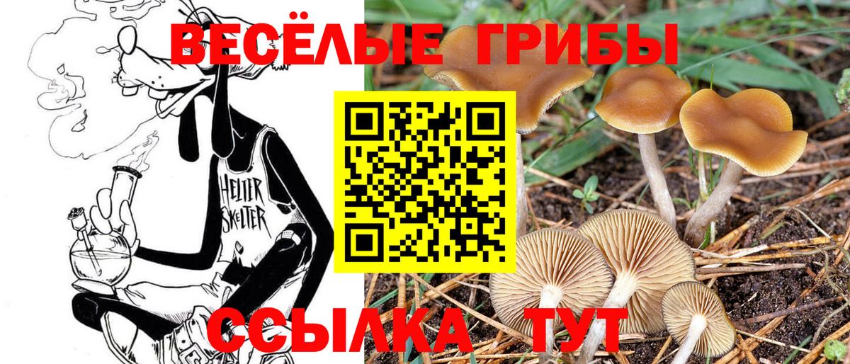 Псилоцибиновые грибы Cubensis  Вход с VPN  Бирск 